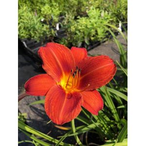 6 x Hemerocallis 'Chicago Fire' - Daglelie - P9 Pot (9 x 9cm) - Dima Vaste Planten