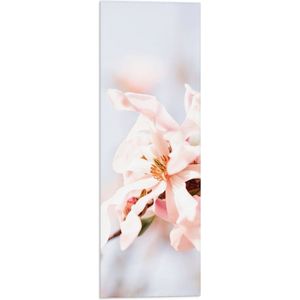 WallClassics - Vlag - Lichtroze Stermagnolia Bloem in Witte Ruimte - 20x60 cm Foto op Polyester Vlag