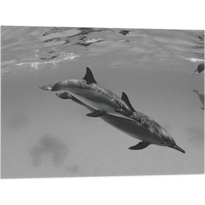 WallClassics - Vlag - Dolfijnen onder Water Zwart / Wit - 80x60 cm Foto op Polyester Vlag