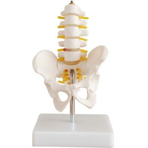 Mini bekken model met 5 wervels - anatomie model