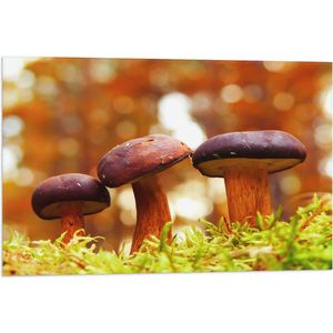 WallClassics - Vlag - Drie  Rode Paddenstoelen - 75x50 cm Foto op Polyester Vlag