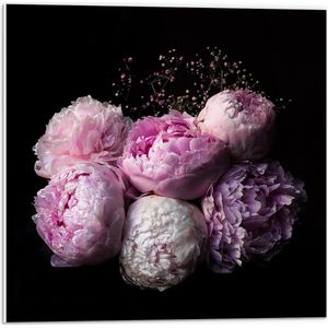 WallClassics - PVC Schuimplaat - Roze/Paarse Bloemen tegen Zwarte Achtergrond - 50x50 cm Foto op PVC Schuimplaat (Met Ophangsysteem)