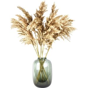 Pampas pluimen - 10 stuks - 70 cm - Natural Dried Flowers - Droogbloemen