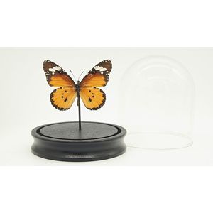 Stolp met echte opgezette vlinder "" Danaus Chrysippus "" - taxidermie - entomologie
