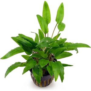 Moerings Cryptocoryne Green Gecko | In 100CC vitro cup Waterplant