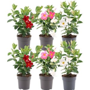 Plants by Frank - Set van 6 Mandevilla mix planten - 2 x Dipladenia wit & 2 x rood & 2 x roze in 12 cm pot - Mediterrane planten - Vers geleverd van de kwekerij - Klimplanten