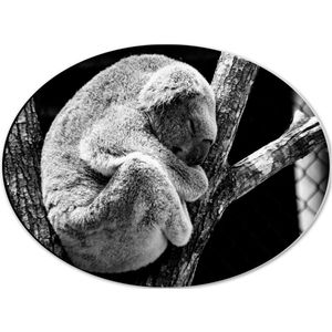 WallClassics - Dibond Ovaal - Slapende Koala op Houten Tak (Zwart- wit) - 40x30 cm Foto op Ovaal (Met Ophangsysteem)