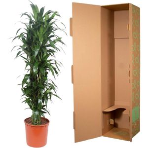 Dracaena Janet Craig - 170 cm - ø34