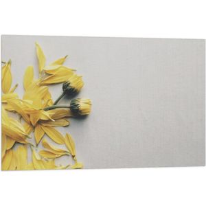 WallClassics - Vlag - Gele Bloemen met Losse Bloemblaadjes op Witte Achtergrond - 90x60 cm Foto op Polyester Vlag