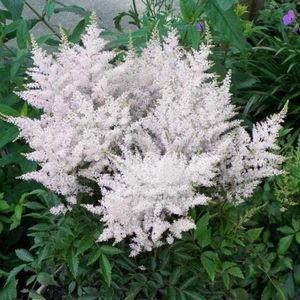 100 x Spirea Wit Bloeiend - Winterharde Tuinplant - Astilbe Astary White in 9x9cm pot met hoogte 0-10cm
