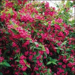 Weigela 'Bristol Ruby' - Weigelia, 50-60 cm in pot: Sierstruik met robijnrode bloemen en aantrekkelijk groen blad.