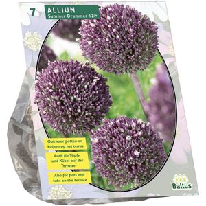 Baltus - Allium Summer Drummer per 7 bloembollen