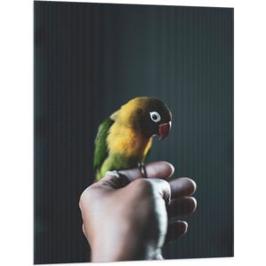 WallClassics - Vlag - Vogel op Hand - Zwartmaskeragapornis - 75x100 cm Foto op Polyester Vlag