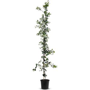 Tropictrees - Toscaanse Jasmijnplant - Klimplant - Wit - Winterhard - Hoogte 140cm - Pot ⌀ 20 cm - trachelospermum jasminoides - sterjasmijn