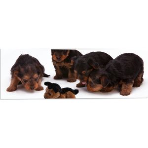 WallClassics - PVC Schuimplaat- Vier Bruin met Zwarte Puppy's bij Soortgenoot Knuffel - 90x30 cm Foto op PVC Schuimplaat