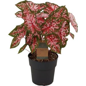 Caladium Carolyn Whorton - 65 Cm - Ø21Cm