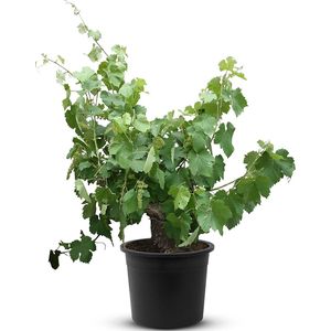 Tropictrees - Vitis Vinifera - Druivenplant - Druivenboom op oude stam - Winterhard - Hoogte ca. 100cm