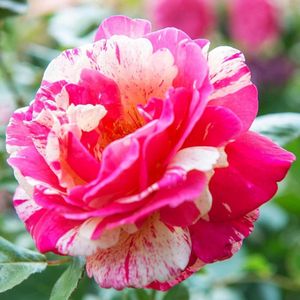 Rozen Rood - Buitenplant - Geurend - Tuinplant - 1 stuk - Tuin Plant voor Buiten - Winterhard