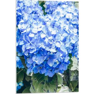 WallClassics - PVC Schuimplaat - Grote Blauwe Hortensia Bloemen - 50x75 cm Foto op PVC Schuimplaat (Met Ophangsysteem)