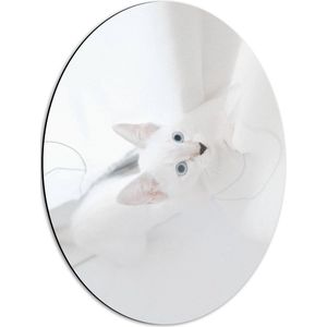 WallClassics - Dibond Ovaal - Witte omhoogkijkende Kat met Blauwe Ogen - 42x56 cm Foto op Ovaal (Met Ophangsysteem)