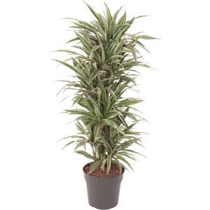 Dracaena Warneckei vertakt - 140 cm - ø31