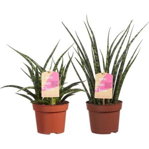 Kamerplant van OnlyPlants - 2x Vrouwentong - ↕ 40 cm - Sanseveria Fernwood duo - luchtzuiverend