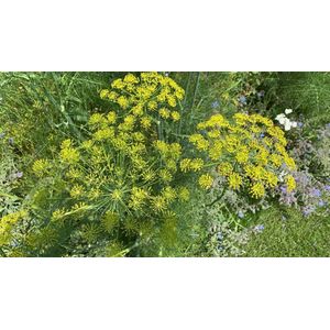 Veldbloemen zaad - Tuinkruiden 1 kilo -  500M2 - meerjarig kruidenmengsel - bijen - vlinders - bloemenweide