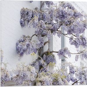 WallClassics - Vlag - Wit met Paarse Bloemen Plant - 50x50 cm Foto op Polyester Vlag