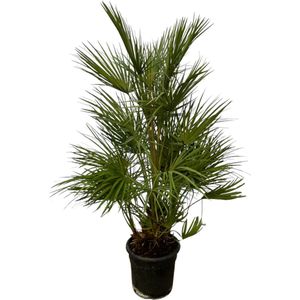 Chamaerops Humilis Struik - palmboom - palm - 130 Cm - Ø24Cm