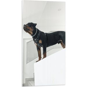 WallClassics - Vlag - Rottweiler op Trap - 50x100 cm Foto op Polyester Vlag