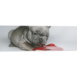 WallClassics - Vlag - Grijze Hond met Rood Lintje in Mond - 90x30 cm Foto op Polyester Vlag