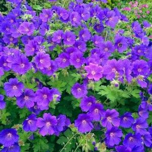 6x - Ooievaarsbek Johnson's Blue - Geranium