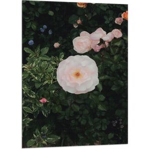 WallClassics - Vlag - Japanse Camellia Bloem op Groene Struik - 70x105 cm Foto op Polyester Vlag