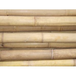 Bamboestok bamboepaal bamboestam Java ø 100-120mm Lengte 150cm