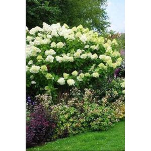 2 x Hydrangea pan. 'Limelight'® - Pluimhortensia 60- 80 cm in pot