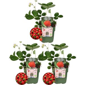 Plants by Frank | Aardbeien plant BIO Set van 3 | Aardbeien | 100% Biologisch gekweekt | Fruit tuin | Fruitplanten | Planten | Tuinplanten Winterhard | Fruitplant
