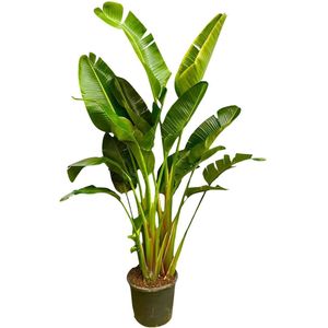 Meerstammige kamerplant XXL Strelitzia Augusta - 2.5 m hoog - ø50