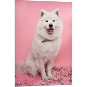 WallClassics - PVC Schuimplaat - Portret van Witte Hond tegen Roze Achtergrond met Confetti - 70x105 cm Foto op PVC Schuimplaat (Met Ophangsysteem)