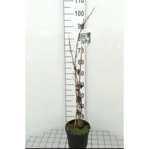 2 x Abeliophyllum distichum - Sneeuwforsythia, Witte Forsythia 30- 40 cm in pot