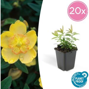 20x grote hertshooi Hypericum calycinum - 10-25cm - Ø9cm - aantrekkelijke bodembedekker