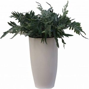Phlebodium Aureum Davana in Pure Soft wit | Zinkvaren