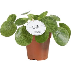 Plantenboetiek.nl | Pilea Mojito - Ø13cm - 20cm hoog - Kamerplant - Groenblijvend