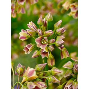 200x Bijgoed 'Nectaroscordum siculum (allium bulgaricum)' - BULBi® Bloembollen met bloeigarantie