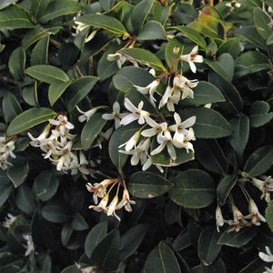 Schijnhulst - Osmanthus burkwoodii - 80/+ cm