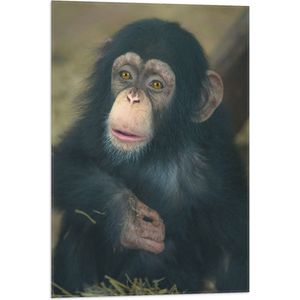 WallClassics - Vlag - Zittende Chimpanzee - 50x75 cm Foto op Polyester Vlag