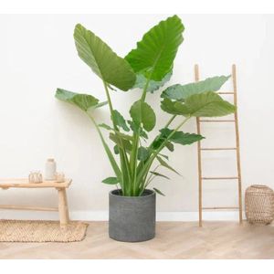 Olifantsoor - Alocasia Macrorrhiza hoogte 200cm potmaat 45cm