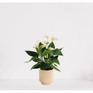 Anthurium Wit in sierpot Jacky vanille – bloeiende kamerplant – flamingoplant – 40-50cm - Ø13 – geleverd met plantenpot – vers uit de kwekerij