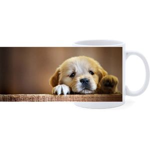 Beker - Golden Retreiver Pup