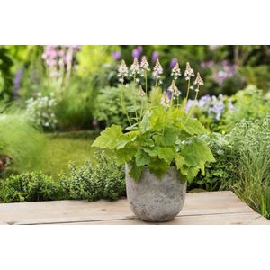 Plants Online - Tuinplanten - Vaste planten - Set van 1 - Tiarella cordifolia - 2 liter pot - Plant