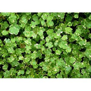 Dwerg waternavel (Hydrocotyle Novae Zeelandiae) - Vijverplant - 3 losse planten - Om zelf op te potten - Vijverplanten Webshop